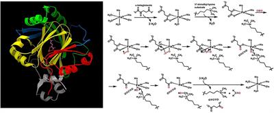 Application of Quantum Computing to Biochemical Systems: A Look to the Future
